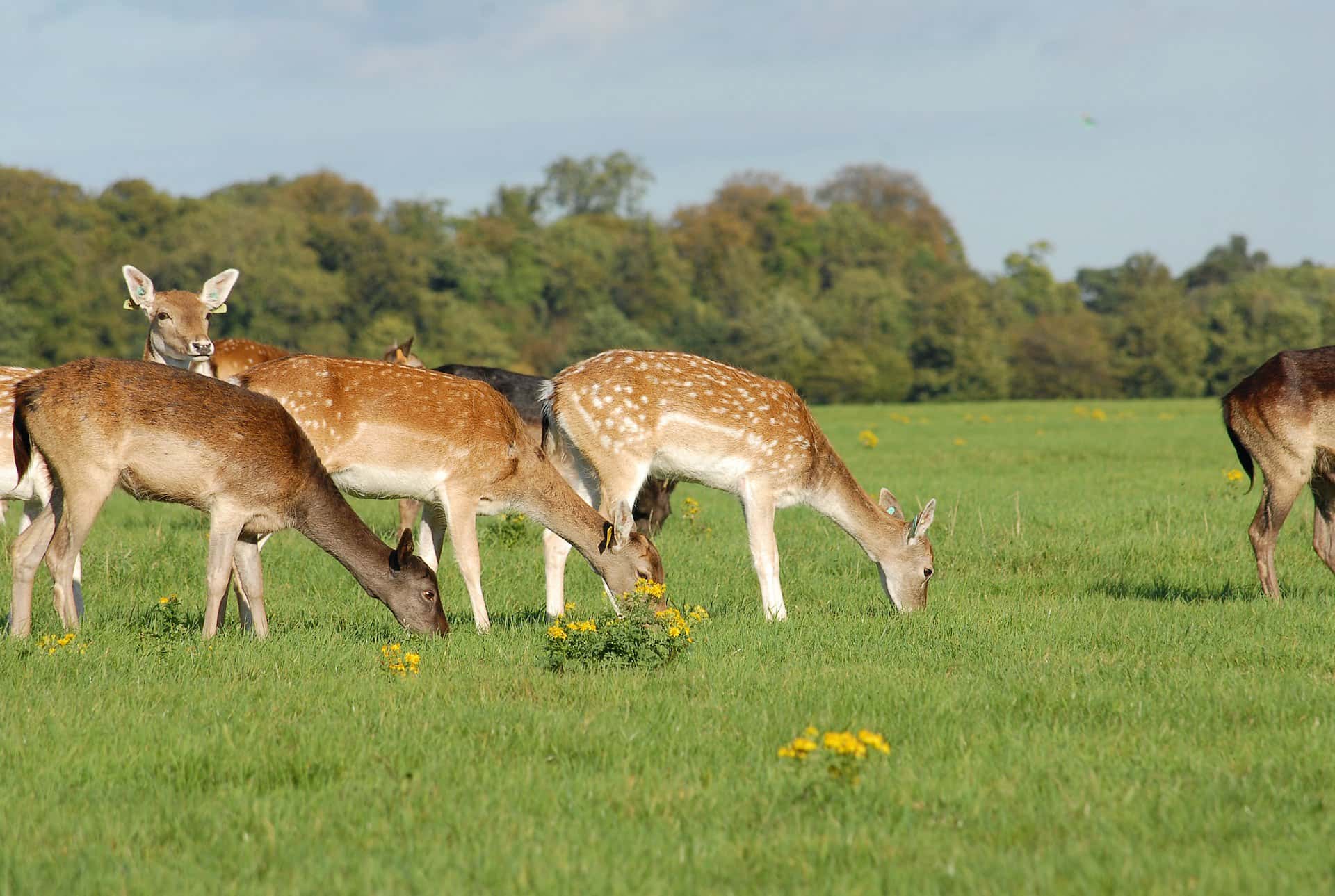 How dangerous is wild hunting for the environment?